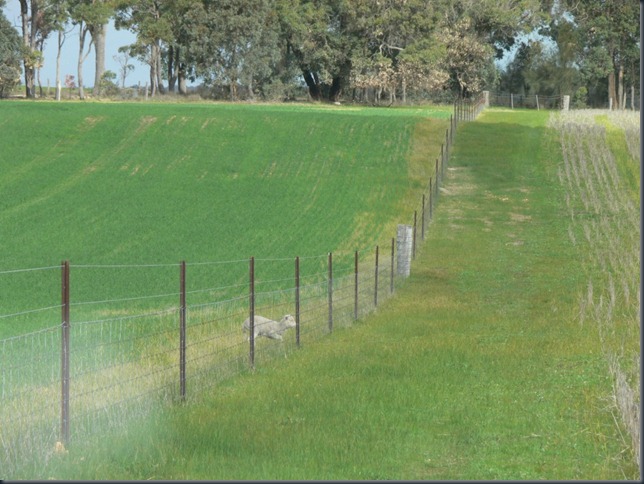 lamb fence