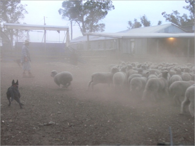 lambs yard