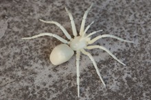 spider spider