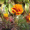 French Marigold