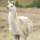 Llamas