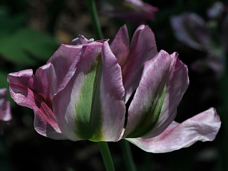 multicolor tulip blossom