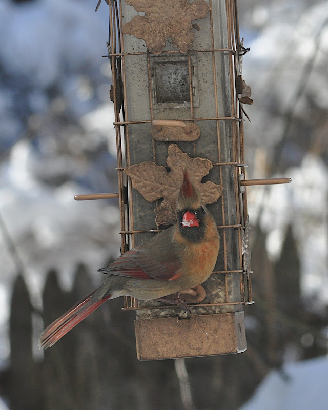 female cardinal at feeder