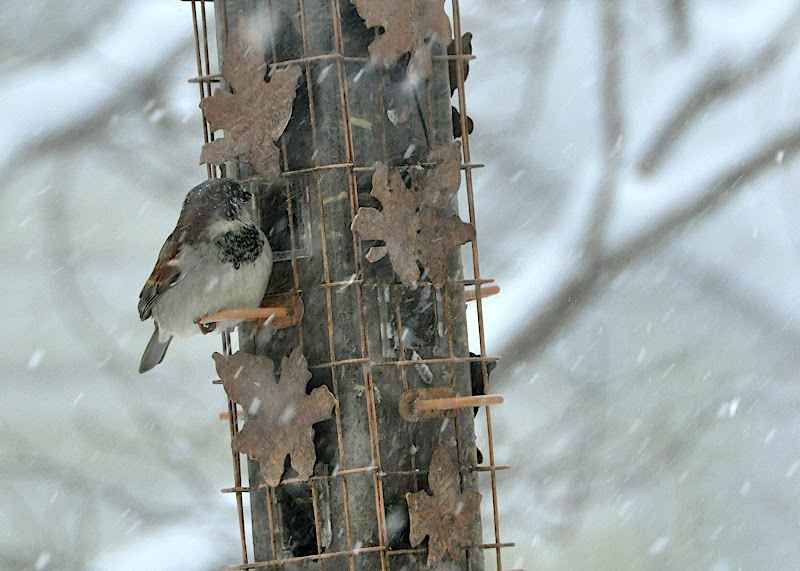 sparrow at feeder in snowstorm