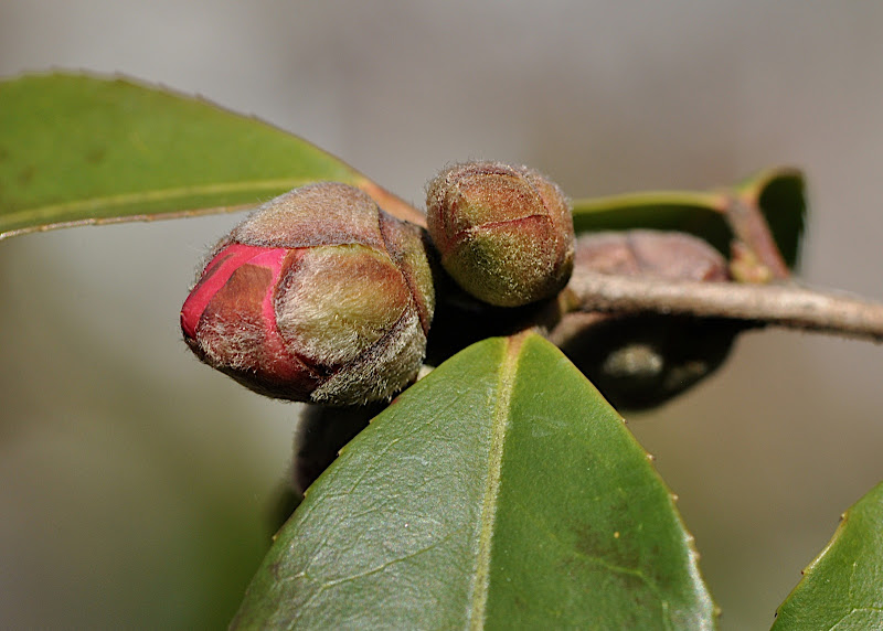 red camellia in bud