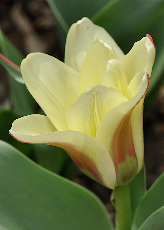 creamy bi-color tulip