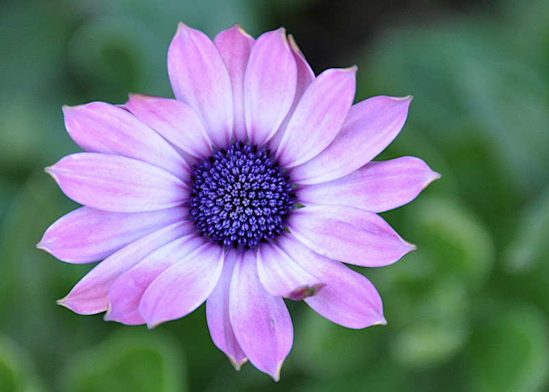 pale purple African Daisy blossom