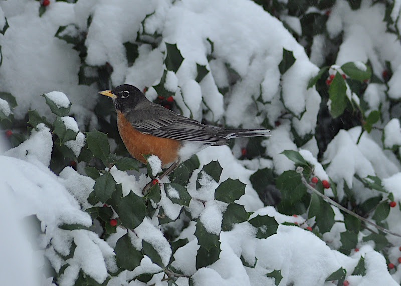 robin in holly tree on a snowy day