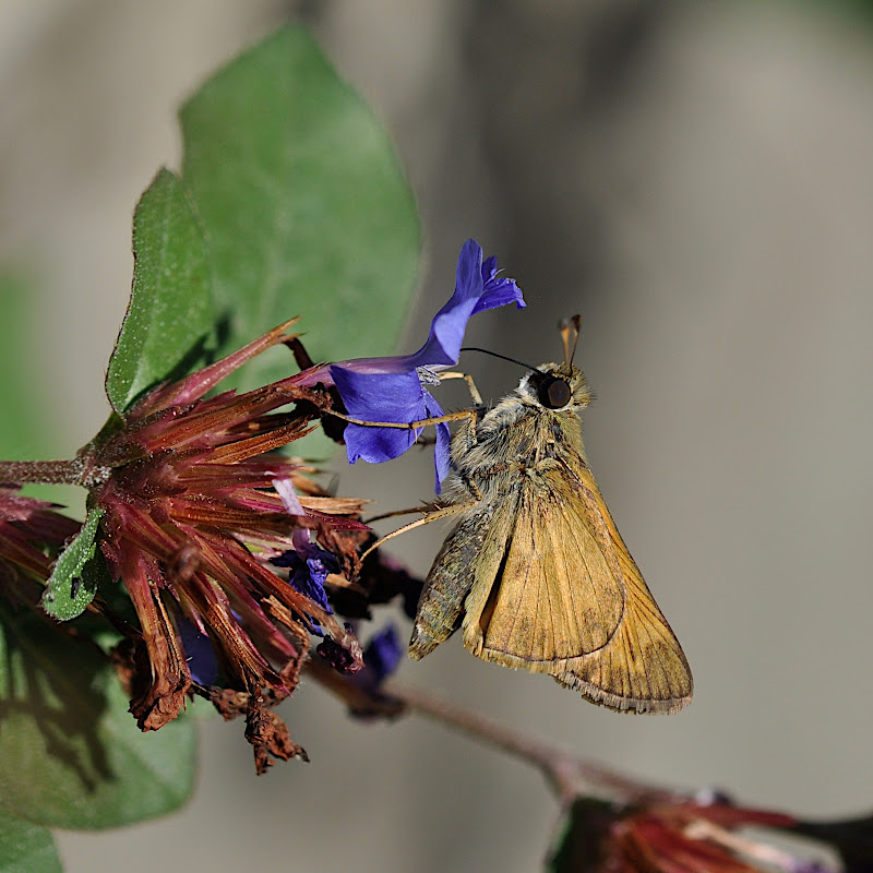 skipper pulling out of flower