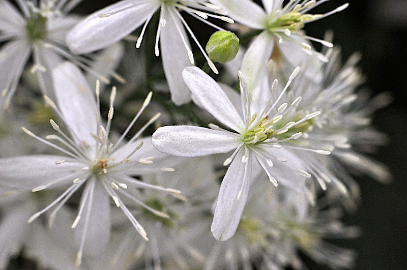 white wild clematis blossoms