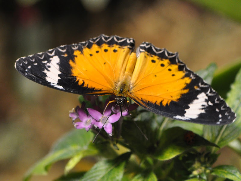 Top view of Leopard Lacewing