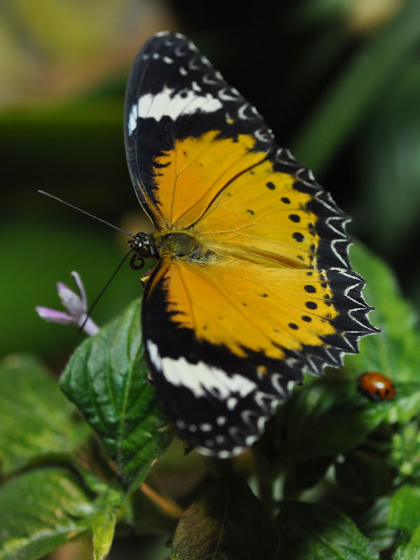 Leopard Lacewing with proboscis curled