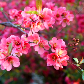 by Branka Radmanić - Flowers Tree Blossoms