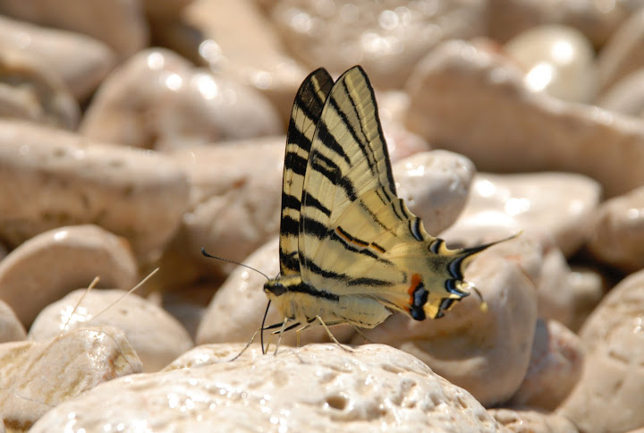 DSC_0019.JPG