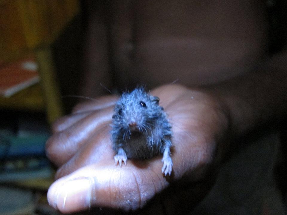 Tiny Rat/Mouse