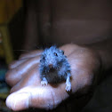 Tiny Rat/Mouse