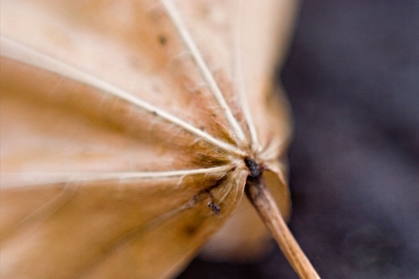 practicing-macro-maple-leaf