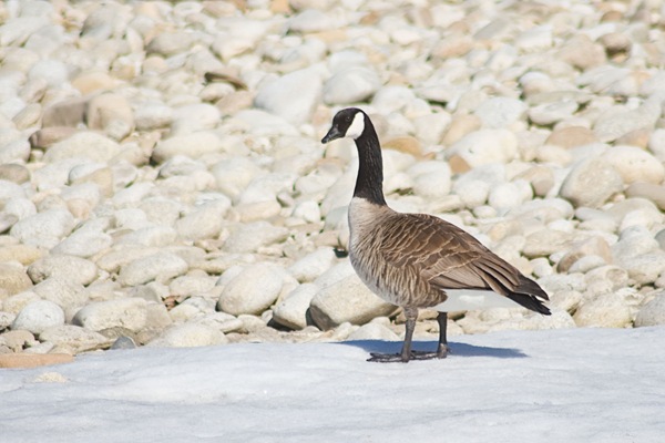 Canada-goose-checking-me-out