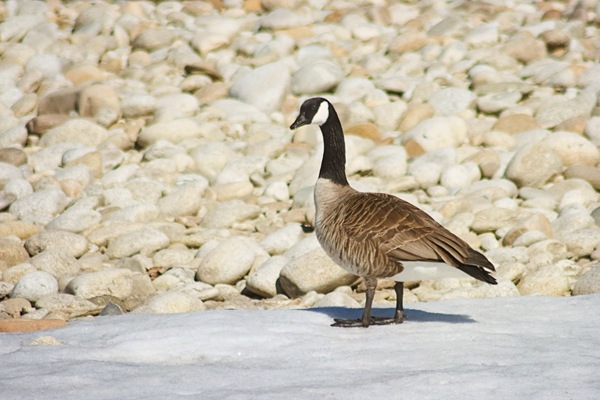 Canada-goose-checking-me-out-edit