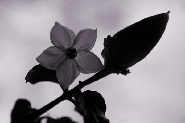 semi-silhouette-flower