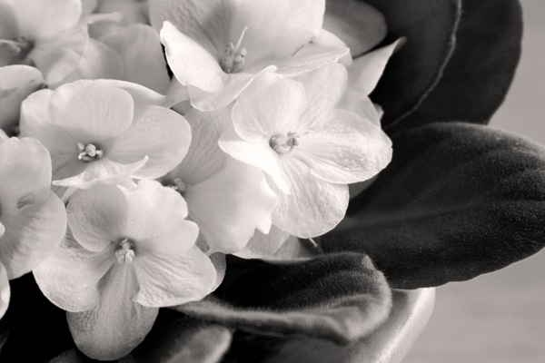 Monochrome-African-Violets-with-warming
