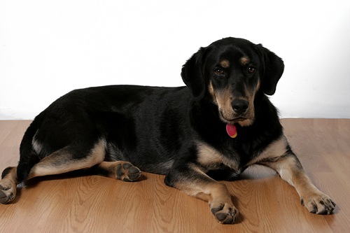 Molly on studio floor