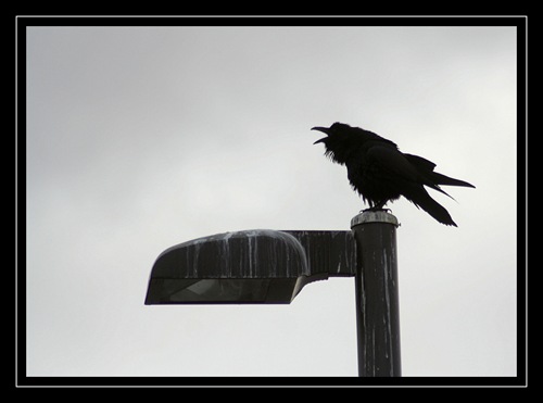 Grumpy raven