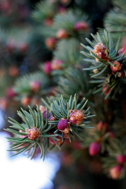 baby pine cones