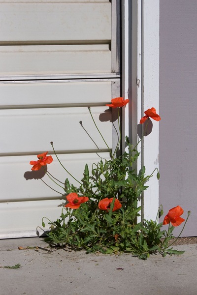 volunteer-poppies