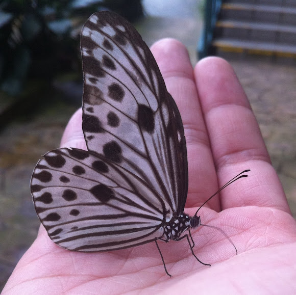 Rice paper butterfly Project Noah