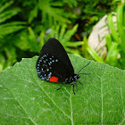 Atala Hairstreak Butterfly