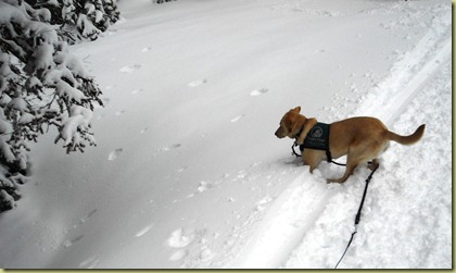 Reyna two front legs are buired in the snow.  Reyna is unsure about this so she is starting to back away.