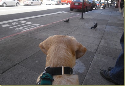 Reyna sits on the sidewalk and calmly watches several birds who are walking towards her.