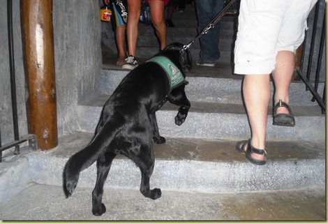 Sheba working up a stair case with Tony.