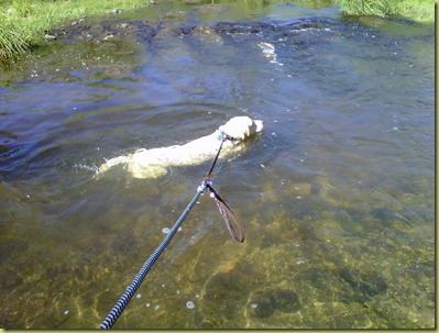 Reyna is swimming in the creek!