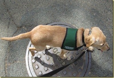 Vienna as she walks nicely over the manhole cover.  Good girl!