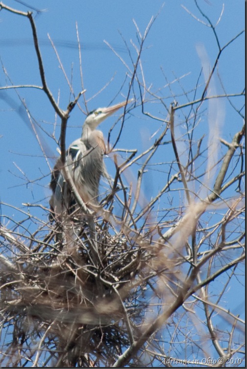 great blue heron standing in nest - photo by Adrienne Zwart
