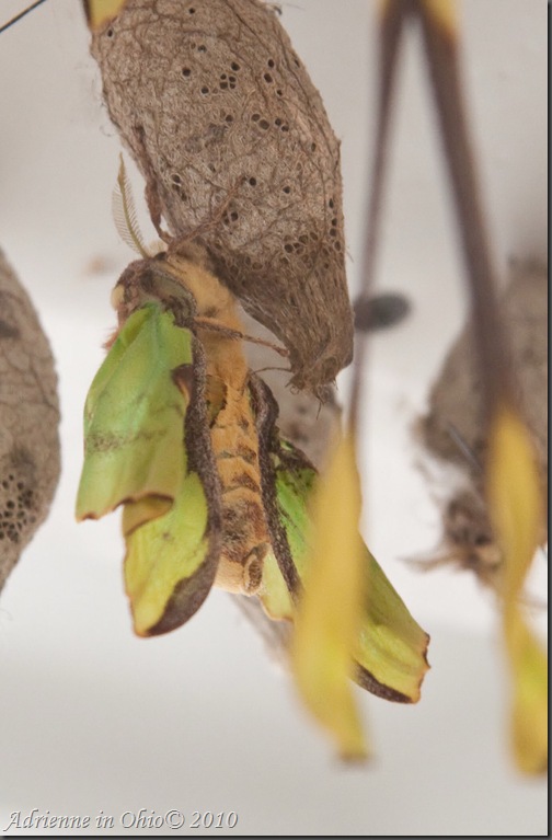 luna moth emerging from cocoon