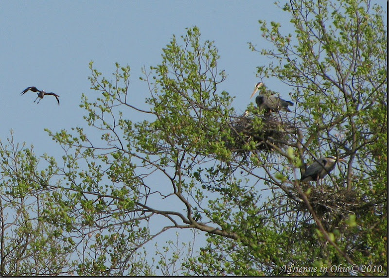 great blue heron nest