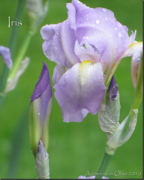 lavendar irises photo by Adrienne Zwart
