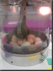 eggs in incubator photo by Adrienne Zwart