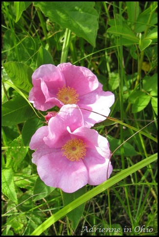 wild roses photo by Adrienne Zwart