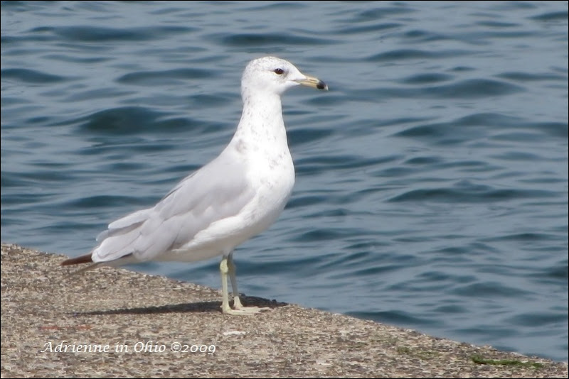 ring billed seagull photo by Adrienne Zwart