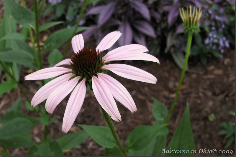 purple coneflower photo by Adrienne in Ohio