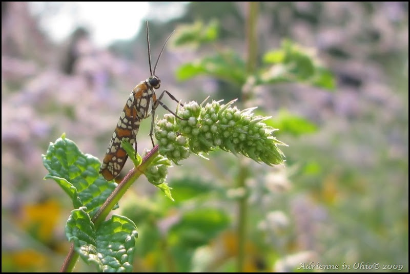 webworm moth2