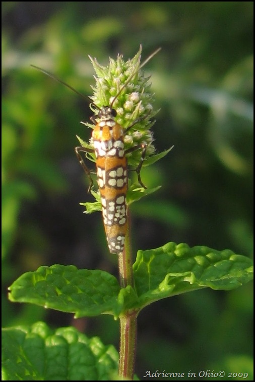 webworm moth photo by Adrienne Zwart