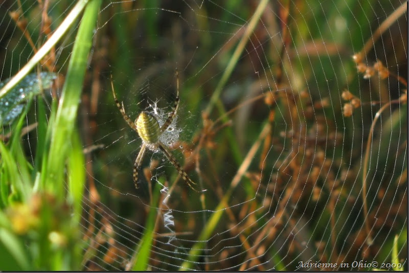 banded garden spider photo by Adrienne Zwart