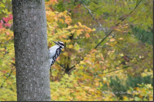 hairy woodpecker photo by Adrienne Zwart