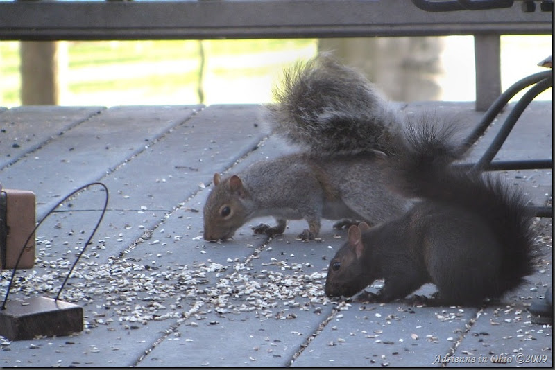 squirrels defeat squirrel-proof feeder