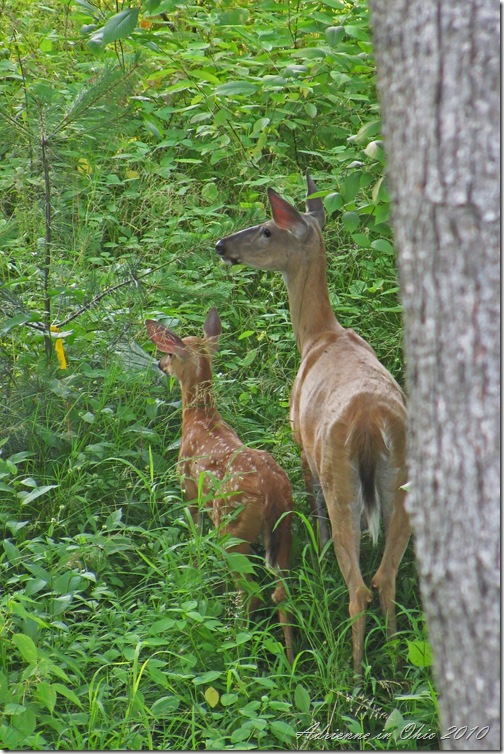 whitetail deer doe and fawn